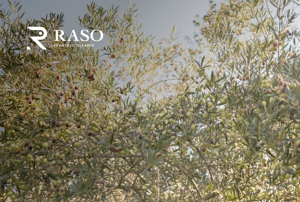 Home 16 Frantoio Raso, oltre 50 anni di passione familiare