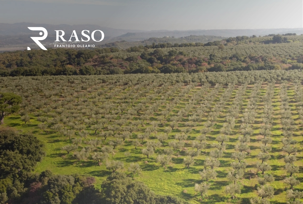Home 15 La Cultivar Carolea, Cuore dell’Olio Extravergine di Frantoio Raso